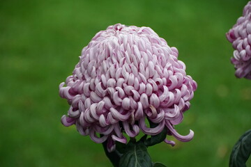 Close up of the light purple color of spider mum