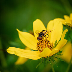 bee on flower