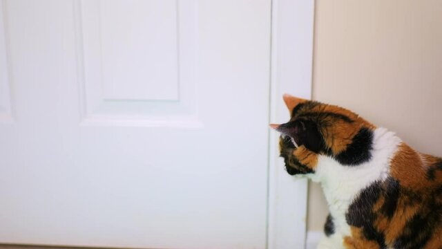 Slow motion of funny cute senior calico cat stuck in home house room behind door, peeking trying to open escape outside