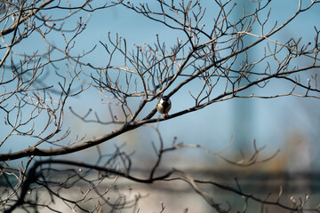 木枝に留まって木の実を食べるシジュウカラ