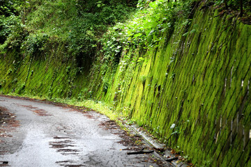 緑色の苔に覆われた道