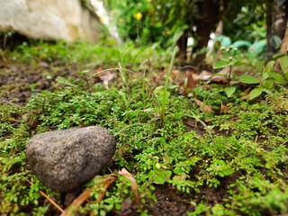 stone in the grass