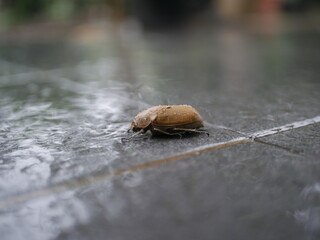snail on the ground