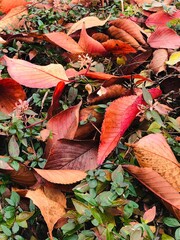 落ち葉　枯れ葉