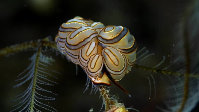Donut nudi - nudibranch (sea slug) - Doto greenamyeri. Macro underwater life of Tulamben, Bali, Indonesia. 
