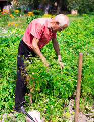 mature man farmer working in a vegetable garden on manor