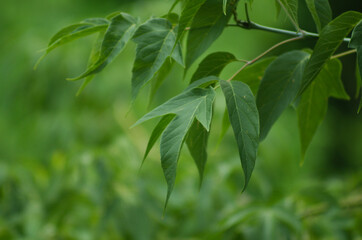 Leaf beauty at botanical garden Montreal