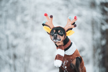 Dogs in deer costume, Winter  mood, fantastic deer dog