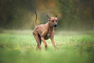 Happy rhodesian ridgeback dog playing outdoors. - 398994123