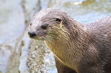 Cute Otter at The Ecomuseum Zoo Montreal