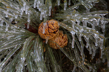 Frozen pine cone and pine needles covered by ice after an ice storm