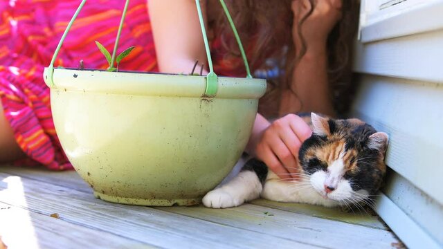Young woman petting rubbing with hand calico senior old cat lying down on wooden outdoor outside home deck in summer by potted catnip plant
