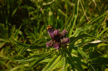 Фото из экопоселения на Алтае 