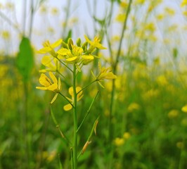Mustard plant and blooming flowers