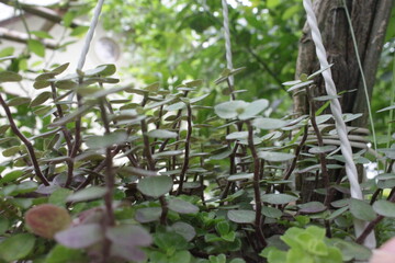 flowers in the forest
