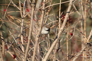 Bird On The Branch, Whitemud Park, Edmonton, Alberta