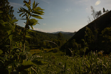 Фото из экопоселения на Алтае "Чачжаевка"