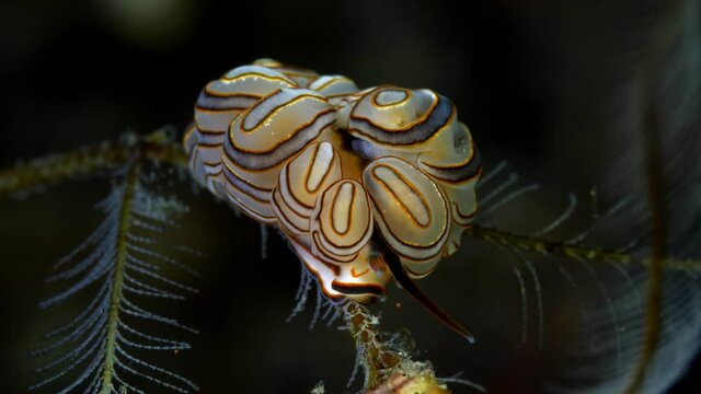 Donut nudi - nudibranch (sea slug) - Doto greenamyeri. Macro underwater life of Tulamben, Bali, Indonesia.	