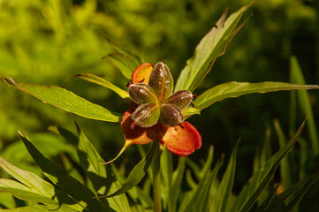 Фото из экопоселения на Алтае "Чачжаевка"