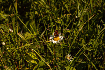 Фото из экопоселения на Алтае "Чачжаевка"