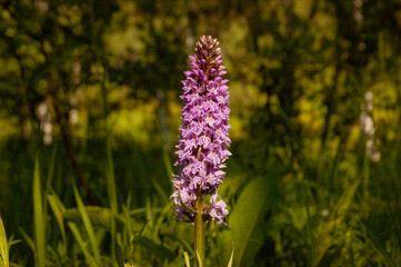 Фото из экопоселения на Алтае "Чачжаевка"