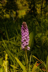 Фото из экопоселения на Алтае "Чачжаевка"