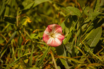 Фото из экопоселения на Алтае "Чачжаевка"