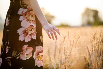 woman hand touching ripe golden barley or wheat ear at sunset