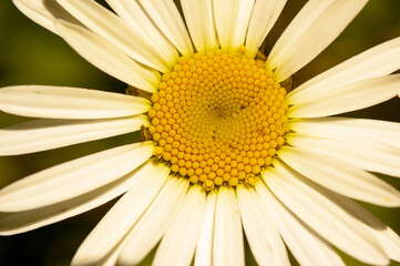 Фото из экопоселения на Алтае "Чачжаевка"