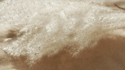 pampas grass neutral beige color background close up. Banner.Plant texture. Poster. Scandinavian, boho  minimalistic  home design.