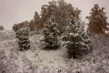 Фото из экопоселения на Алтае "Чачжаевка"
