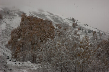 Фото из экопоселения на Алтае "Чачжаевка"