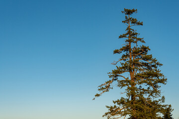 Evergreen tree on a sunny tree against a clear blue sky, as a nature background
