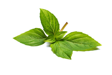 Basil herb leaves isolated on white.