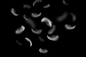 Light and soft fluffy a white feathers falling down in the dark. black background. abstract, feather freedom.