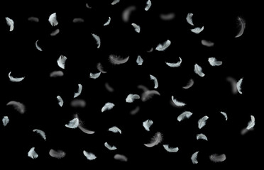 Group of light soft fluffy a white feathers flolating in the dark. black ground. 