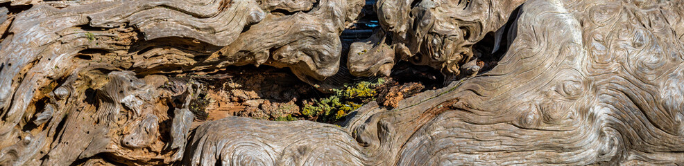 Closeup of textured driftwood on a sunny day, as a nature background
