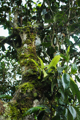 Moss and leaves on the tea tree, China, Yunnan
