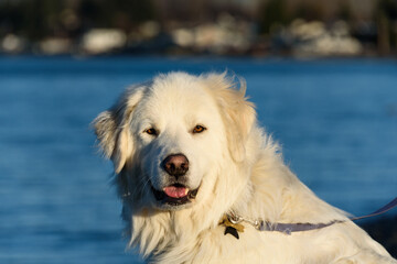 Friendly Great Pyrenees dog on the beach at Birch Bay on a sunny day, Washington State
