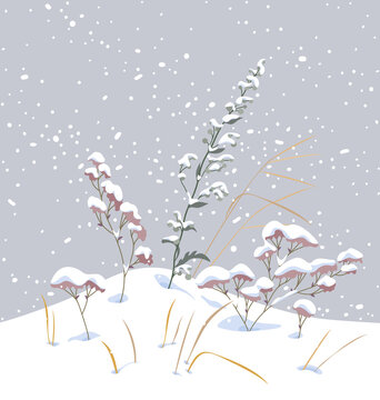 Meadow Plants under the Snow
