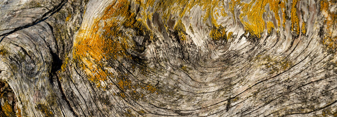 Closeup of textured driftwood with lichens, on a sunny day, as a nature background
