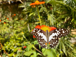 Butterfly in a flower field in nature in the rays of sunlight. Selective focus. Blurred.