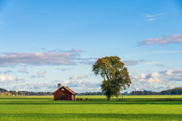 Old Scandinavian barn and lonely tree at the field. Landscape of Sweden 