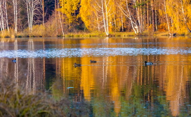 Autumn forest with reflection in the pond water