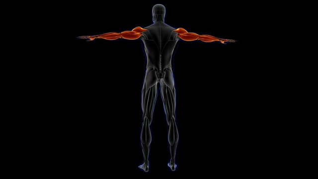 Arm Muscle Anatomy For Medical Concept Loopable 3D Illustration