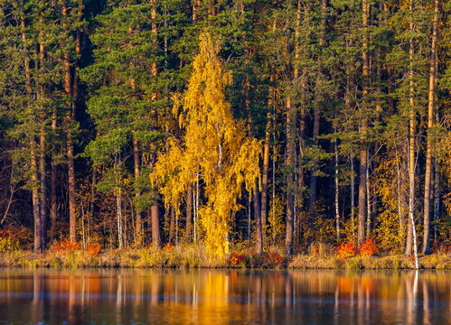 Autumn forest with reflection in the pond water © Александр Коликов