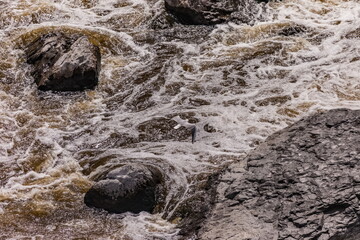 Flying bird River gull over the turbulent flow of the river in the spring