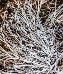 Drizzle on yellow dried grass in winter (Background, banner, Wallpaper, texture)