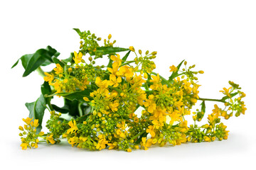 Bittercress (Barbarea vulgaris) know as herb barbara, rocketcress, winter rocket. Flowers with leaves isolated on a white background.