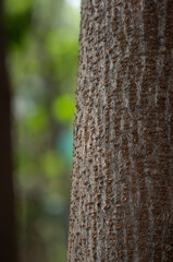 bark tree deciduous closeup macro